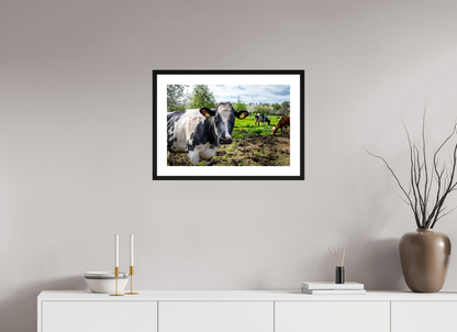 60 x 40 cm, Fotoprint met houten lijst - Eiken zwart Bleu Belge rund uit Limburg