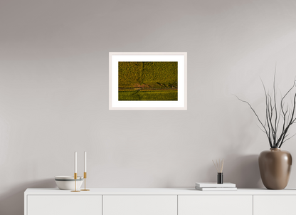 45 x 30 cm, Fotoprint met houten lijst - Esdoorn wit Runderen van boven