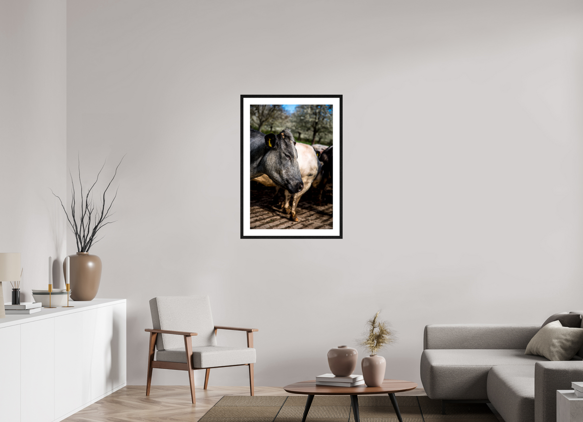 60 x 90 cm, Fotoprint met houten lijst - Eiken zwart Limburgse Bleu belge rund