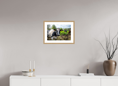 45 x 30 cm, Fotoprint met houten lijst - Eiken natuur Bleu Belge rund uit Limburg