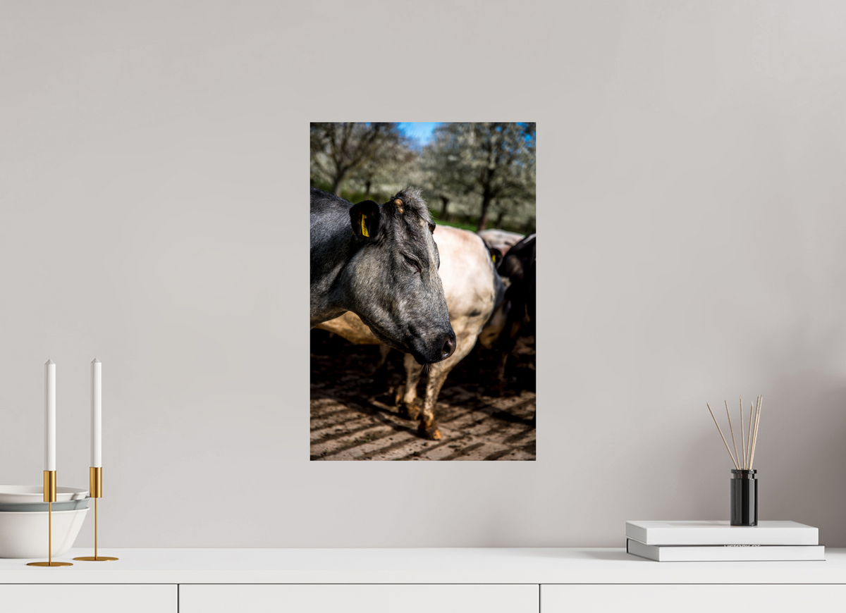 30 x 45 cm, Fotoprint op alu-Dibond Limburgse Bleu belge rund