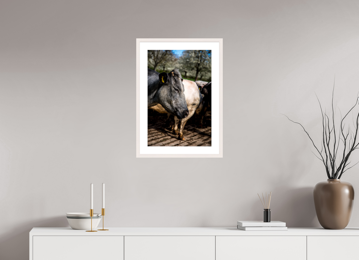 40 x 60 cm, Fotoprint met houten lijst - Esdoorn wit Limburgse Bleu belge rund