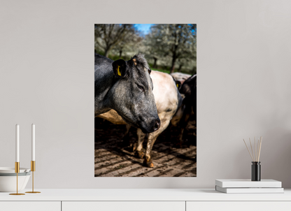 40 x 60 cm, Fotoprint zonder lijst Limburgse Bleu belge rund