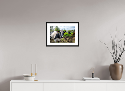 45 x 30 cm, Fotoprint met houten lijst - Eiken zwart Bleu Belge rund uit Limburg