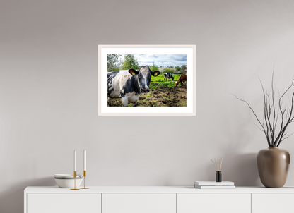 60 x 40 cm, Fotoprint met houten lijst - Esdoorn wit Bleu Belge rund uit Limburg