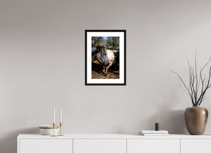 30 x 45 cm, Fotoprint met houten lijst - Eiken zwart Limburgse Bleu belge rund