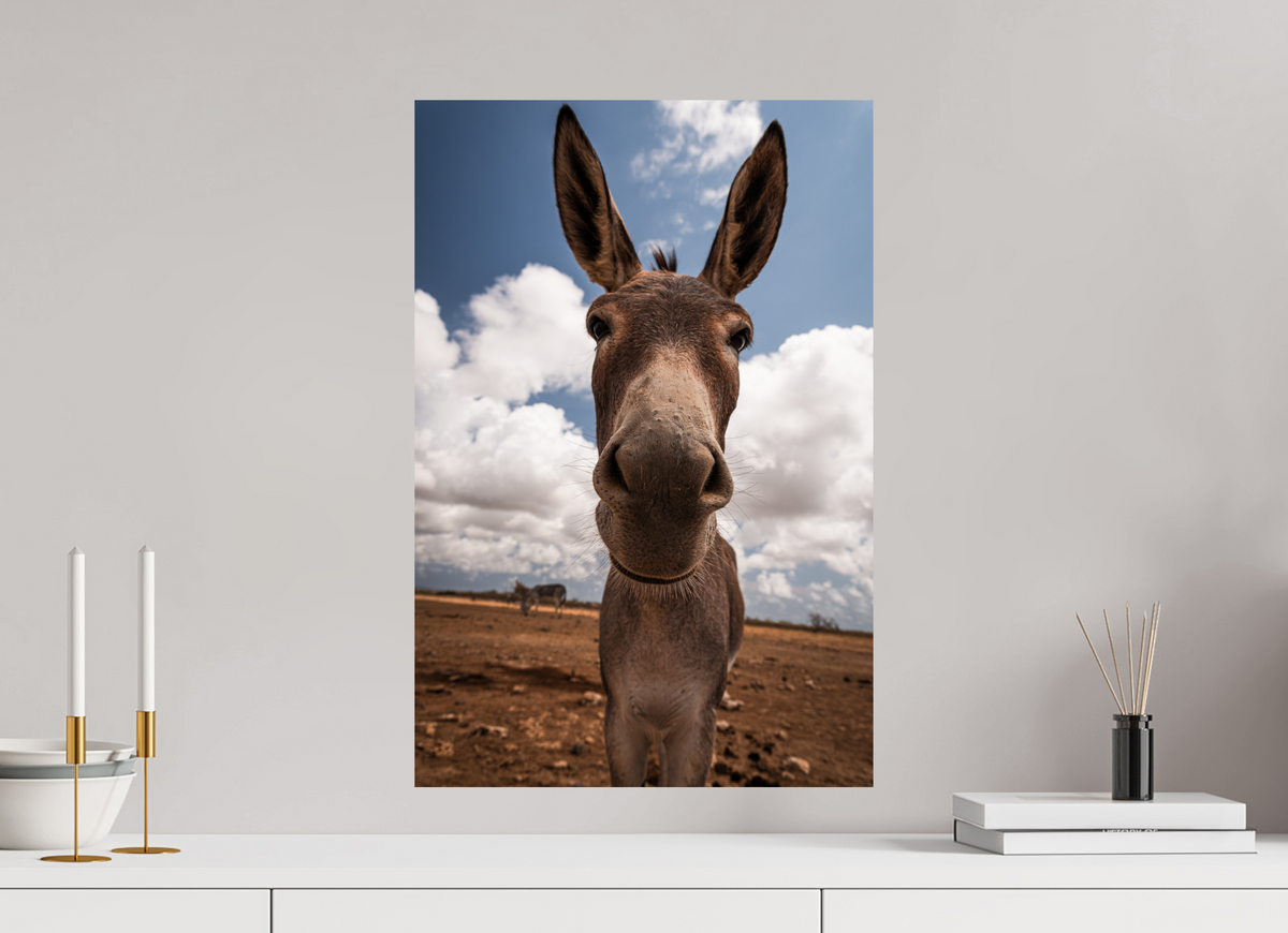 40 x 60 cm, Fotoprint op alu-Dibond Nieuwsgierige ezel uit Bonaire