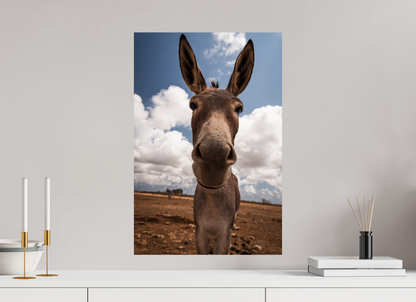 40 x 60 cm, Fotoprint op alu-Dibond Nieuwsgierige ezel uit Bonaire