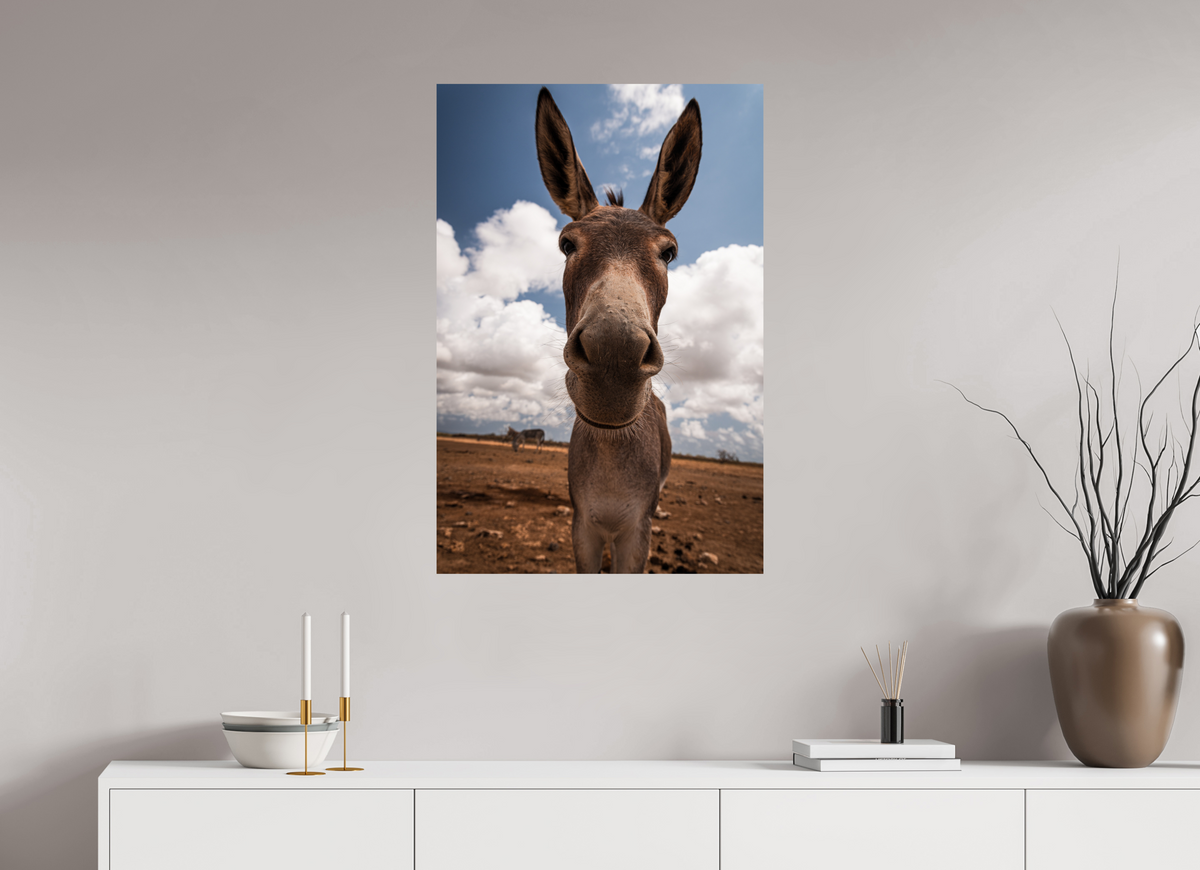 60 x 90 cm, Fotoprint op alu-Dibond Nieuwsgierige ezel uit Bonaire