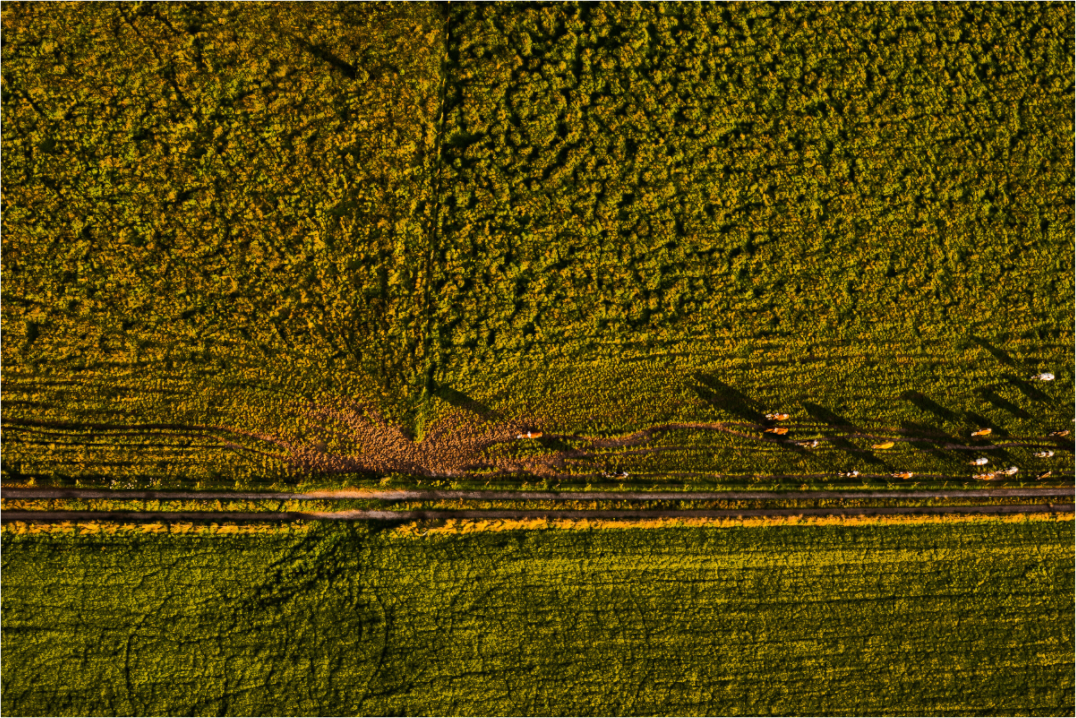 Main image Runderen van boven