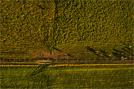 Main image Runderen van boven