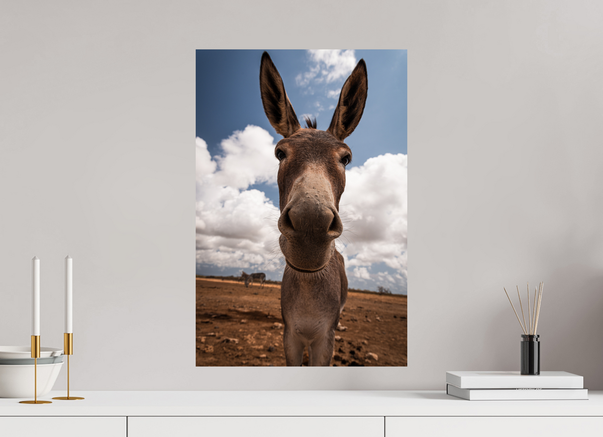 40 x 60 cm, Fotoprint zonder lijst Nieuwsgierige ezel uit Bonaire