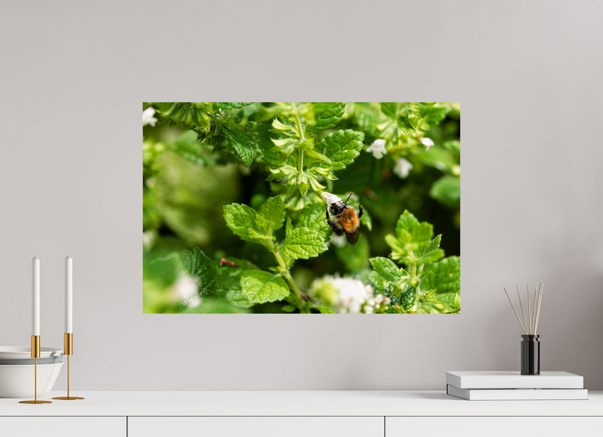 60 x 40 cm, Fotoprint zonder lijst Bezige bij
