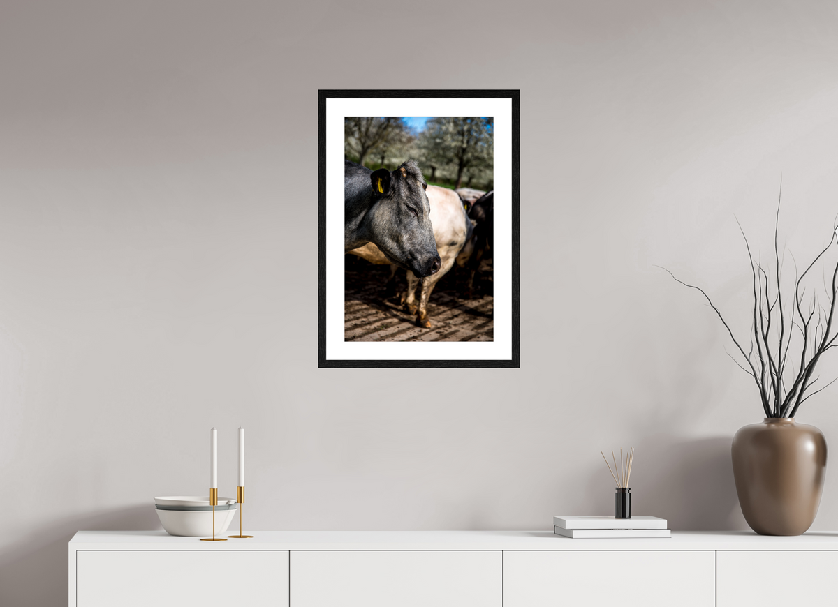 40 x 60 cm, Fotoprint met houten lijst - Eiken zwart Limburgse Bleu belge rund