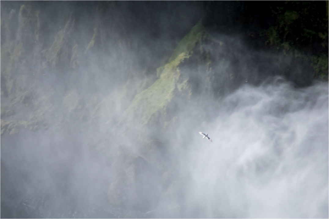Main image Meeuw bij de Skodafoss - IJsland
