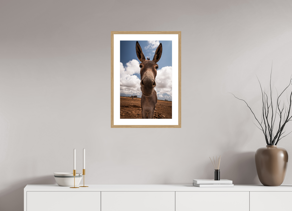 40 x 60 cm, Fotoprint met houten lijst - Eiken natuur Nieuwsgierige ezel uit Bonaire