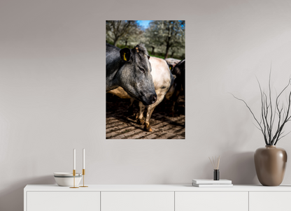 60 x 90 cm, Fotoprint op alu-Dibond Limburgse Bleu belge rund