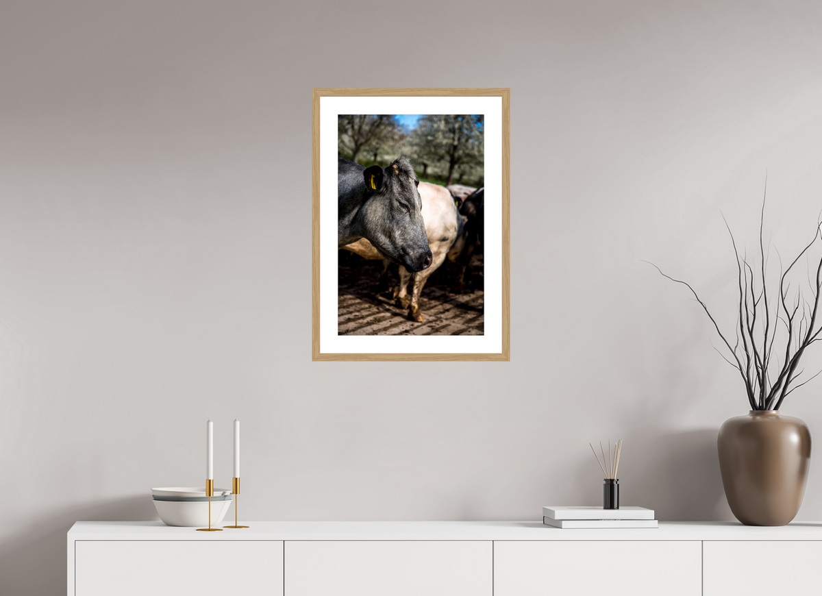 40 x 60 cm, Fotoprint met houten lijst - Eiken natuur Limburgse Bleu belge rund