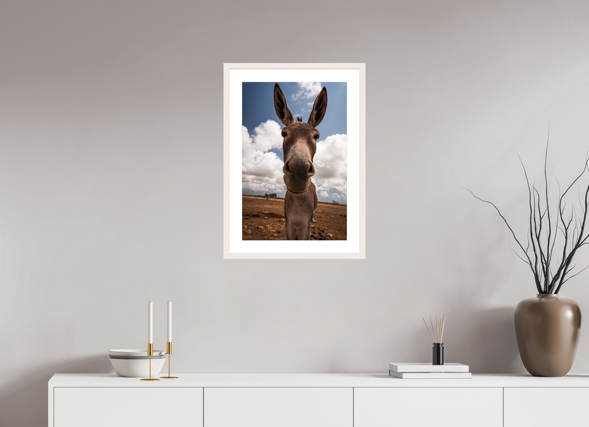 40 x 60 cm, Fotoprint met houten lijst - Esdoorn wit Nieuwsgierige ezel uit Bonaire