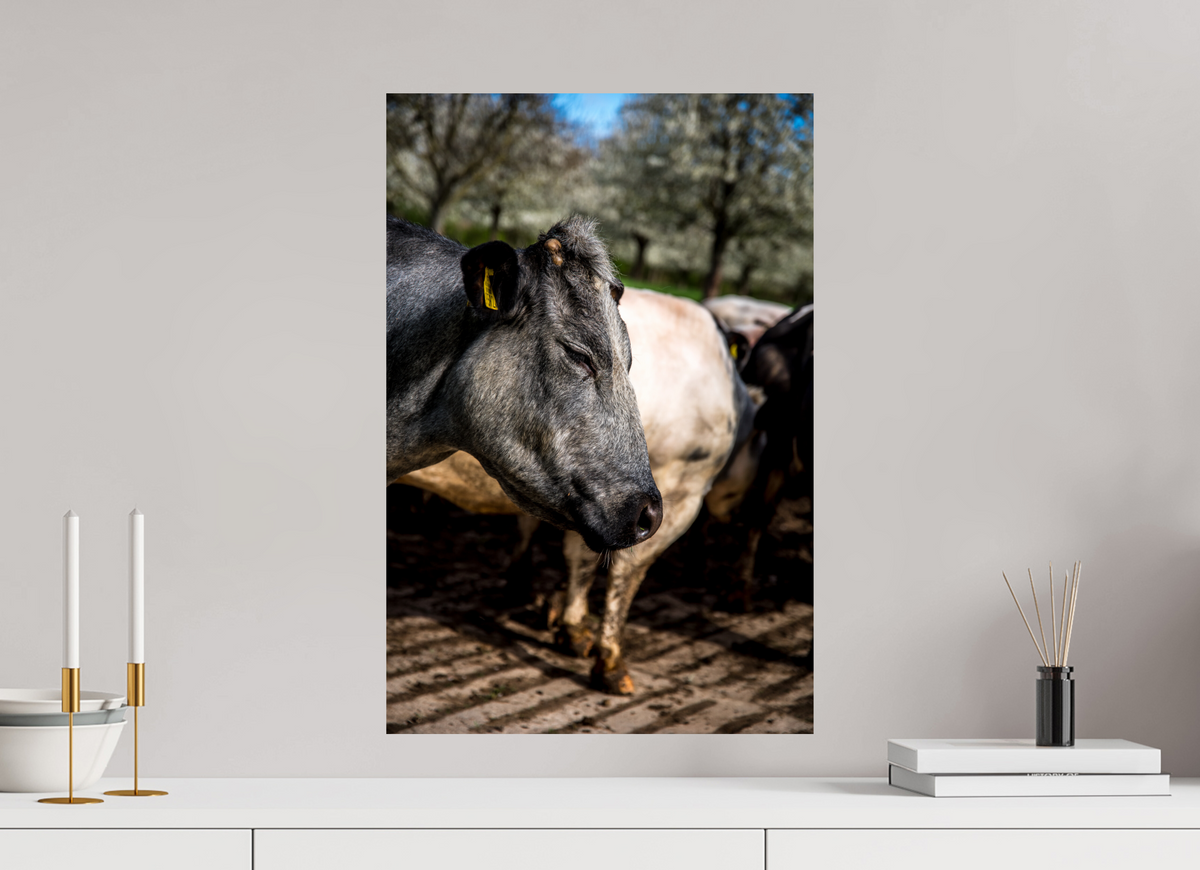 40 x 60 cm, Fotoprint op alu-Dibond Limburgse Bleu belge rund