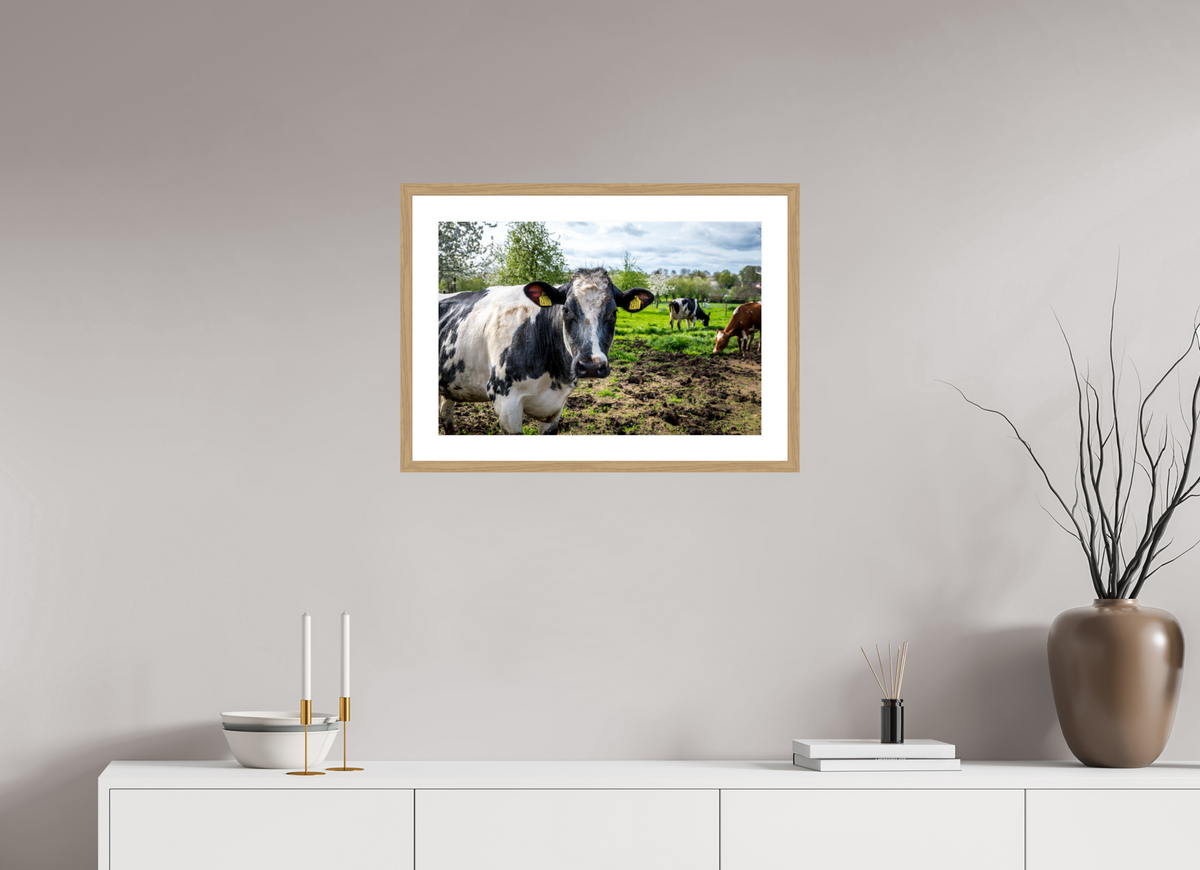 60 x 40 cm, Fotoprint met houten lijst - Eiken natuur Bleu Belge rund uit Limburg