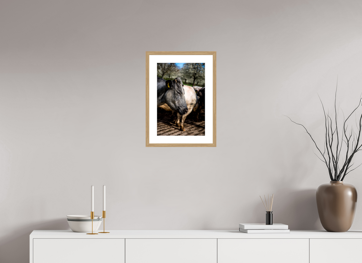 30 x 45 cm, Fotoprint met houten lijst - Eiken natuur Limburgse Bleu belge rund
