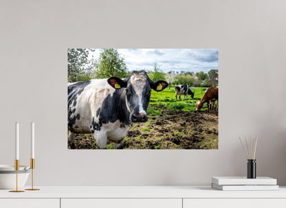 60 x 40 cm, Fotoprint zonder lijst Bleu Belge rund uit Limburg