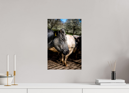 30 x 45 cm, Fotoprint zonder lijst Limburgse Bleu belge rund