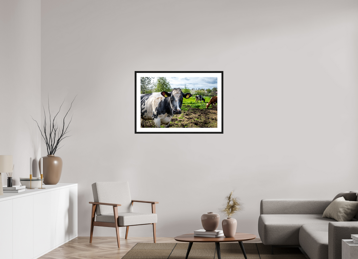 90 x 60 cm, Fotoprint met houten lijst - Eiken zwart Bleu Belge rund uit Limburg
